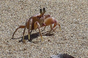 Pangani Cliffs Lodge