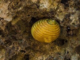 Pangani Cliffs Lodge