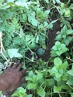 The Mango Guesthouse