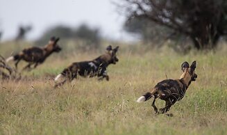 Loisaba Lodo Springs