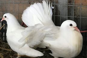 Relais Masseria Della Colomba