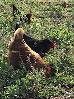 Relais Masseria Della Colomba