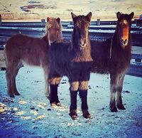 Smáratún Farm Eco Lodges