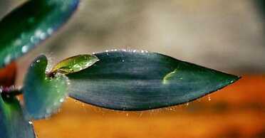 Pousada Mangue Sereno