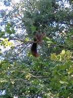 Pensión Arroyo de La Teja