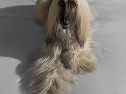 Sofitel Mexico City Reforma