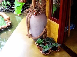 Pousada Bambu Brasil