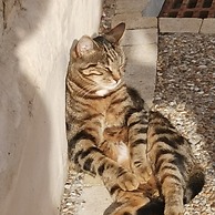 La Ferme aux Chats