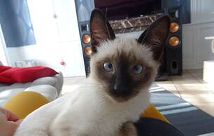 La Ferme aux Chats