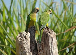 Leão de Judá Charme Hotel