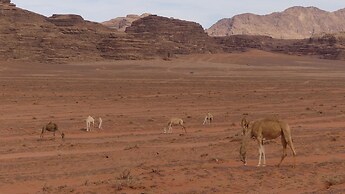 Wadi Rum Desert Tours Camp