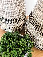 Fat Frog Beach Houses