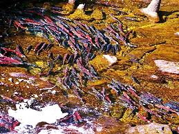 Carriage House Accommodations