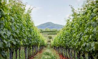 Graves Mountain Farm & Lodges