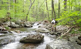 Graves Mountain Farm & Lodges