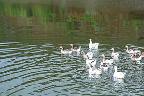 Gold City 1 bedroom Villa 2