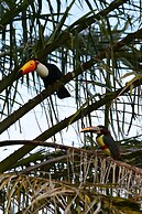 Pantanal Ranch Meia Lua