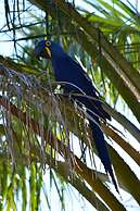 Pantanal Ranch Meia Lua