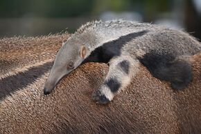 Pantanal Ranch Meia Lua