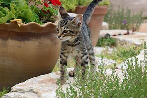 Trullo Madia with Shared Hot Tub in Nature