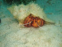 Blue Lagoon Dive Resort