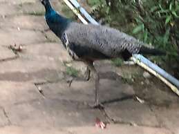 Ayuryogashram Heritage