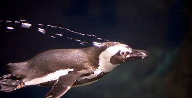 Whispering Pines 101