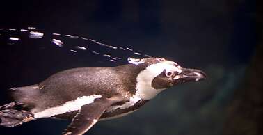 Whispering Pines 143