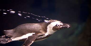 Whispering Pines 211