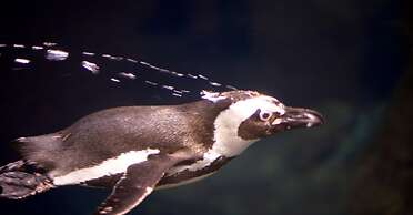 Whispering Pines 222