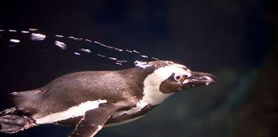 Whispering Pines 241