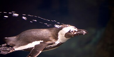 Whispering Pines 244