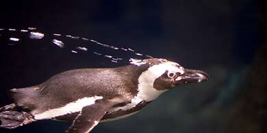 Whispering Pines 243