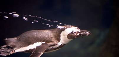 Whispering Pines 311