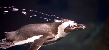 Whispering Pines 324