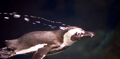 Whispering Pines 253