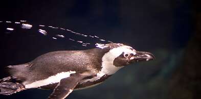 Whispering Pines 331