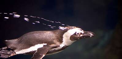 Whispering Pines 421