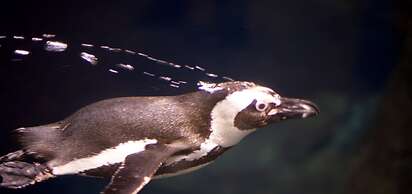 Whispering Pines 352hc