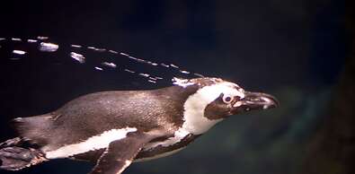 Whispering Pines 433