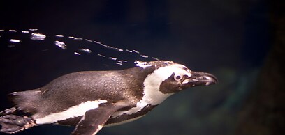 Whispering Pines 511