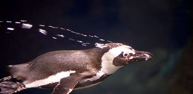 Whispering Pines 454