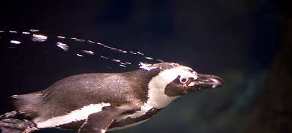 Whispering Pines 514