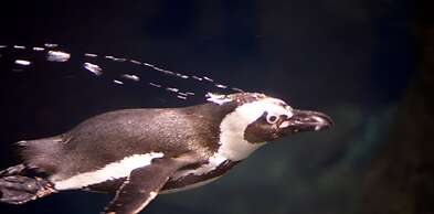 Whispering Pines 614