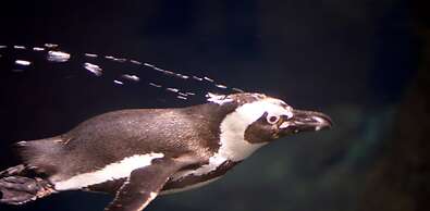 Whispering Pines 634