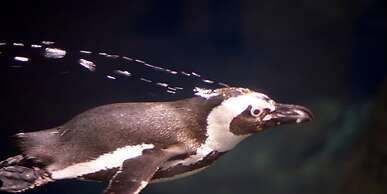 Whispering Pines 643