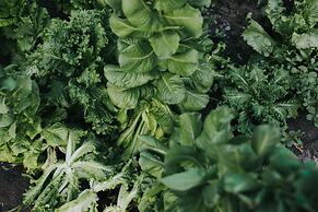 María & Bernardo Casa - Viñedo