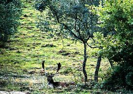 Poggio Corsucci