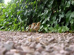 Finca Son Josep de Baix