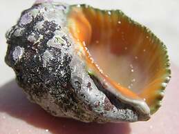 Finca Son Josep de Baix